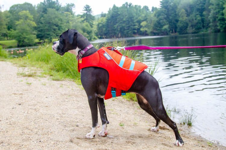 Ruffwear Life Jacket Size Chart