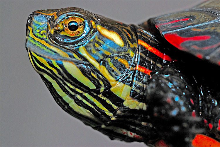 How To Care For Painted Turtles Learn About These Personable Pets - Painted Turtle Paint Colour