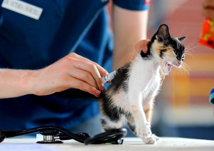 pros and cons of pet insurance pros and cons of pet insurance