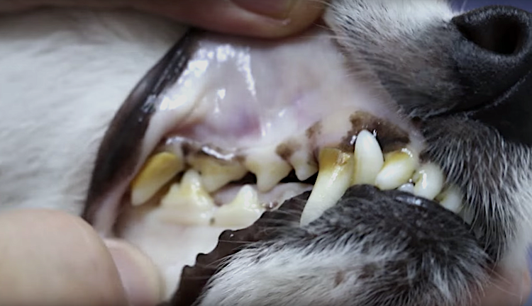 Pale Gums in Dogs: What It Means When a 