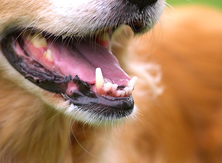 Dog Gum Color Chart