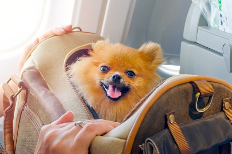 airline pet policies