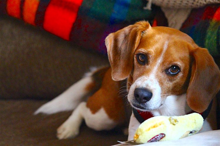The best dog breeds for someone who works all day