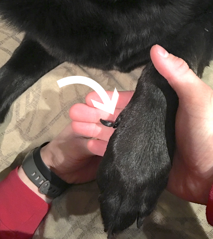 Broken dew claw dog