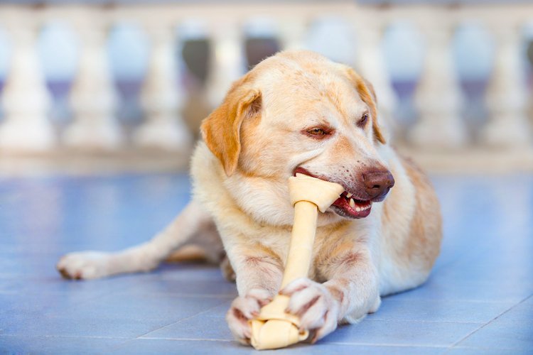 The Dangers of Rawhide Chews for Dogs (Vet-Approved Advice)