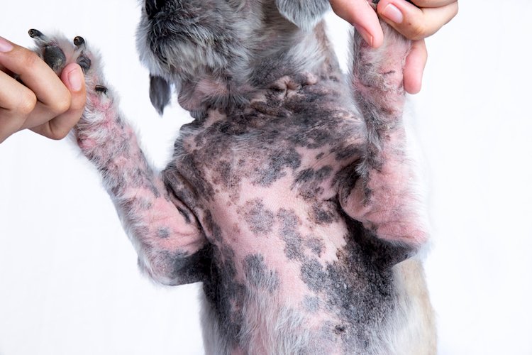 Hyperpigmentation: When a Dogs Tummy Has Turned Black