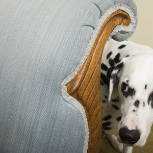 A shy Dalmatian hiding behind a chair, a common behavior in dogs that need shy dog training to build confidence