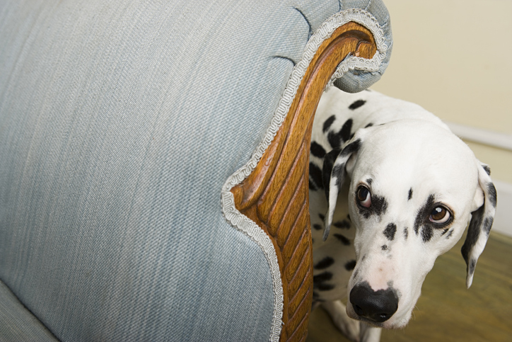 A shy Dalmatian hiding behind a chair, a common behavior in dogs that need shy dog training to build confidence