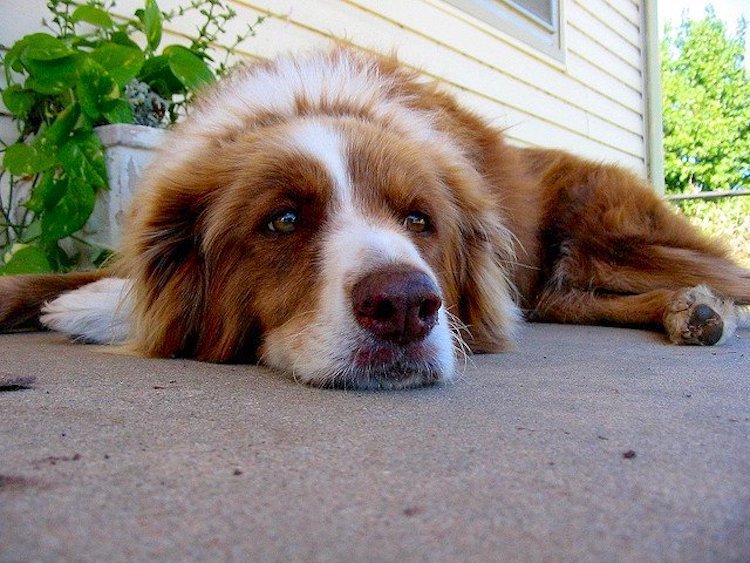 symptoms of heartworm in dogs