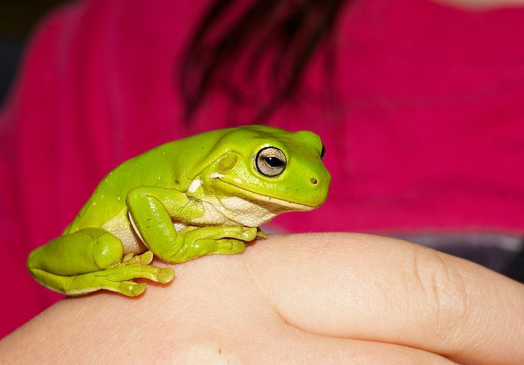 White's Green Tree frog care guide