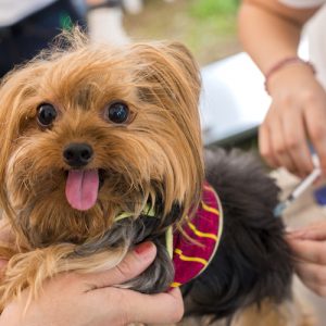 dhpp dhlpp vaccine for dogs