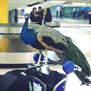 Us Airline Pet Policies A Complete List Of Travel - 