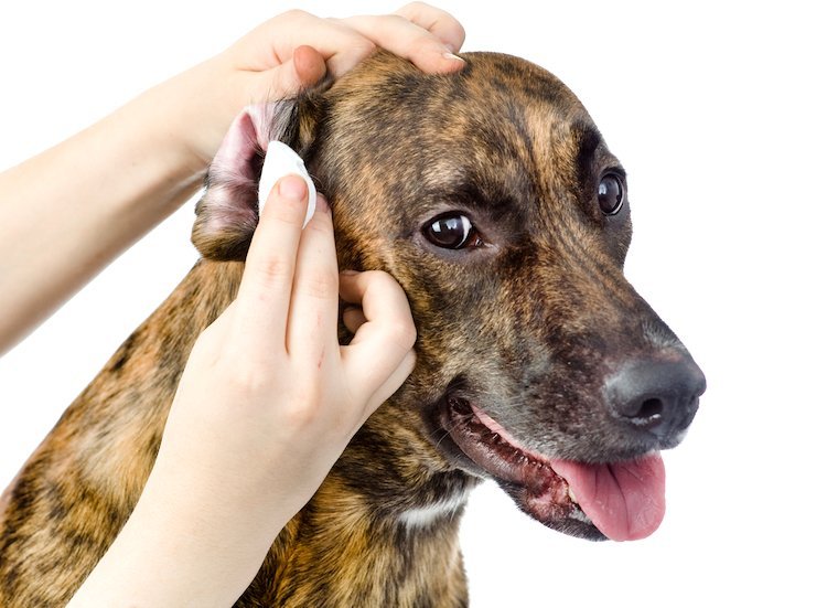 Pin On Dog Care