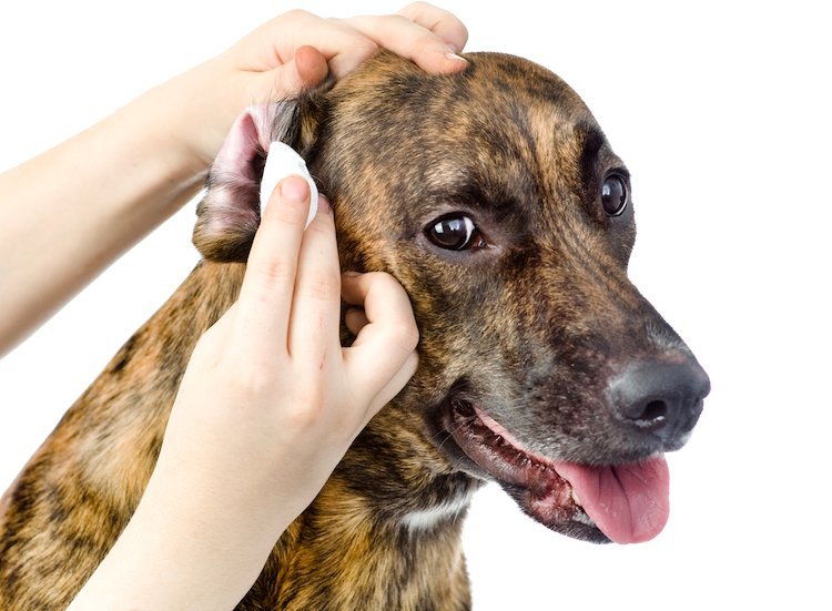 how-to-clean-dog-ears-an-expert-guide-vet-approved-advice