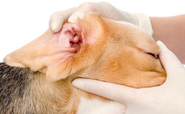 What does a healthy dog ear look like?