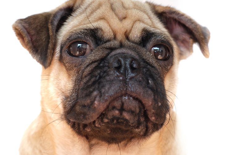 why do pugs get pimples