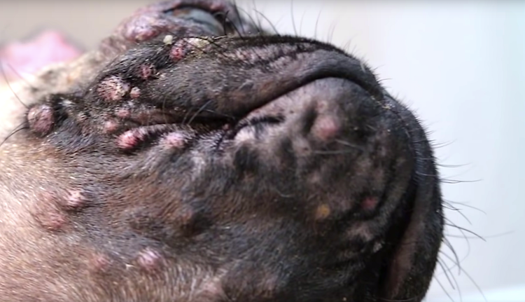 dog pimples on pug