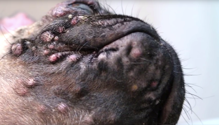 why do pugs get pimples