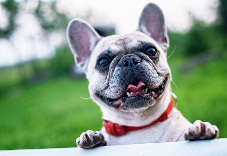 Pyoderma in dogs - French Bulldog