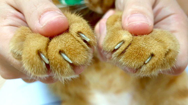 how to trim a cat's nails