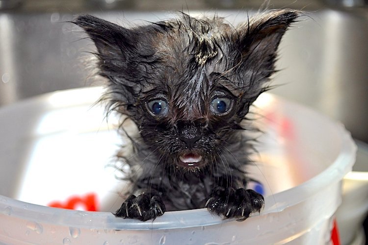 how to give a cat a bath