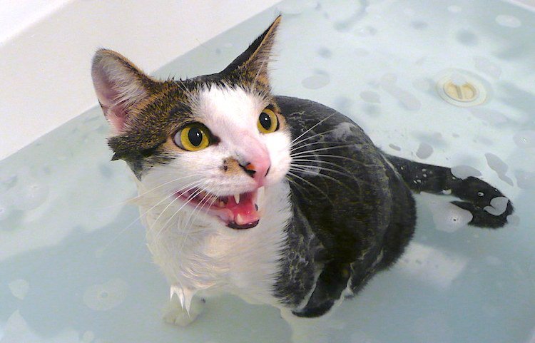 How To Give A Cat Bath Yourself, Cat In A Bathtub