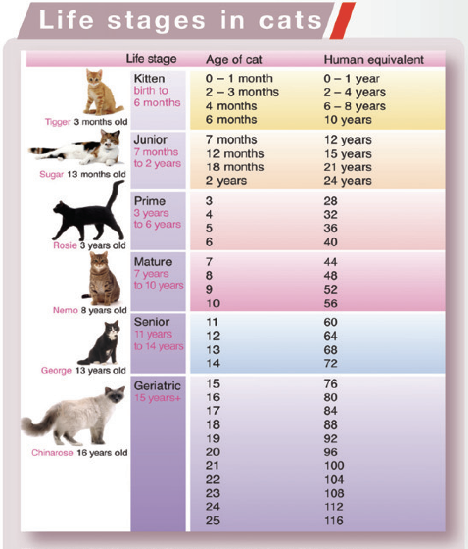 Age Of A Cat Chart