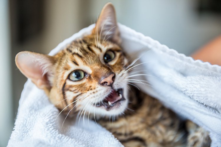 Trimming cat nails