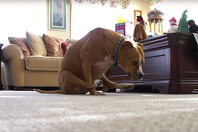 dog scooting butt across floor