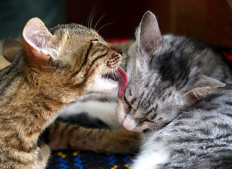 how cats communicate with each other