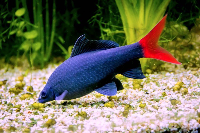 How to Keep a Red Tail Black Shark Happy in Your Tank - Petful
