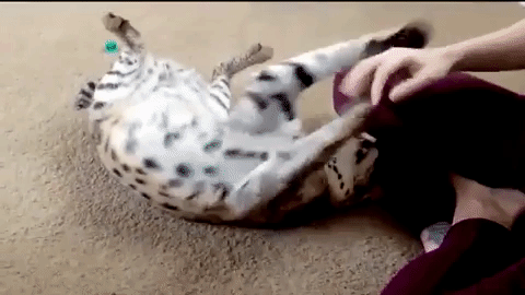 Serval cat play-biting