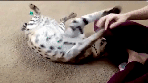 Cattu serval joue à mordre