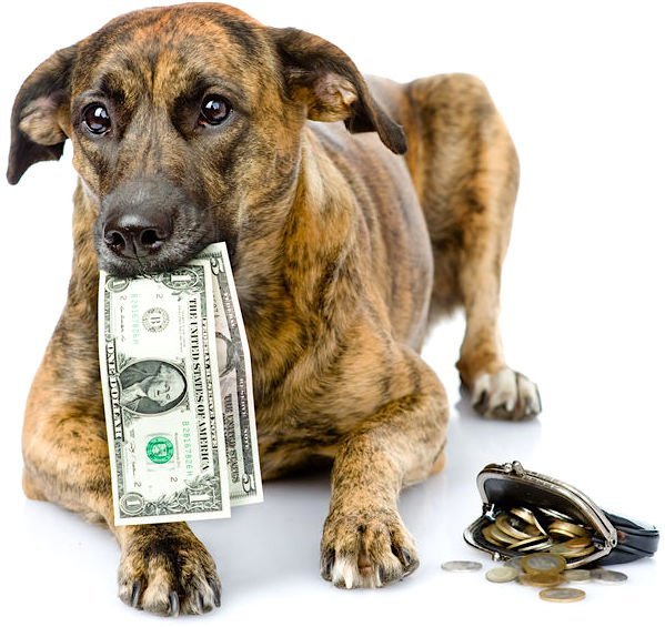 how much to tip dog walkers