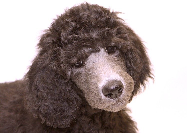 Addison's disease in dogs Addison's disease in dogs