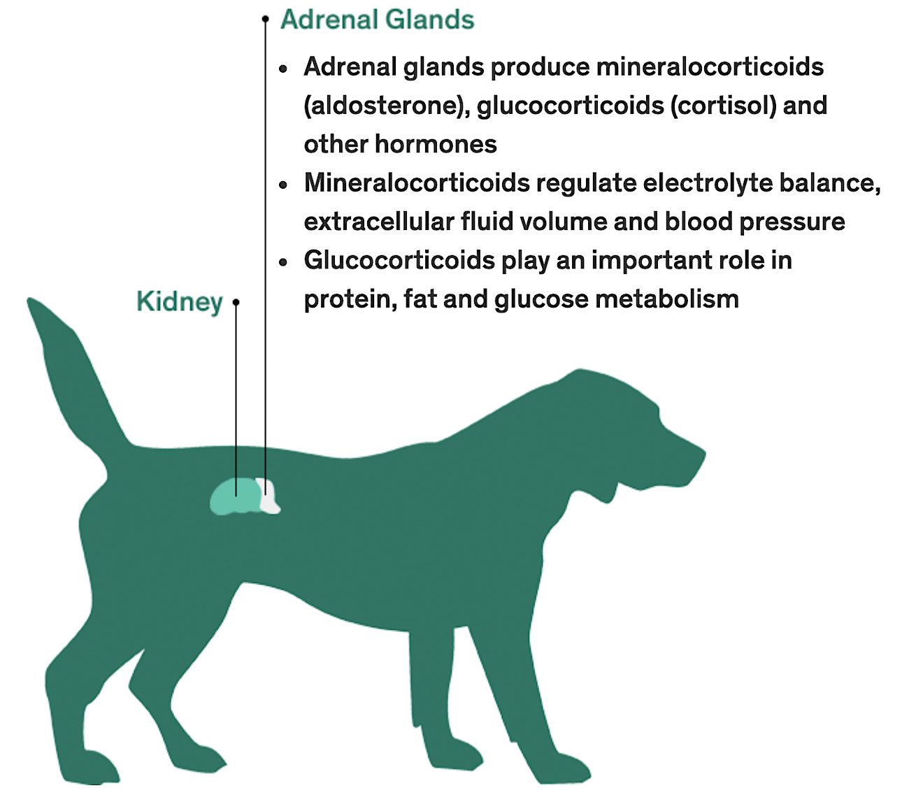 Where the kidneys are located on dogs