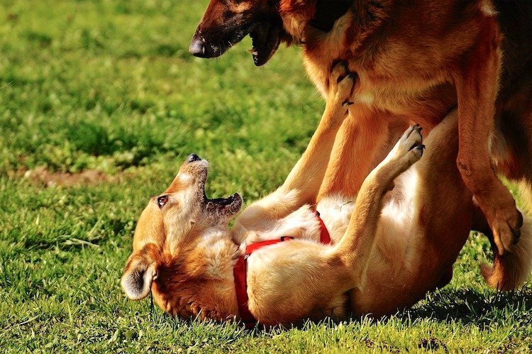 How to Tell If Dogs Are Playing or Fighting