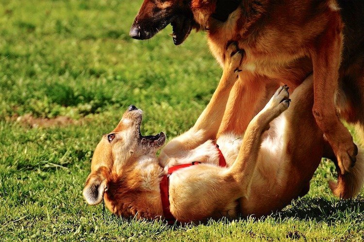 Are these dogs fighting or playing?