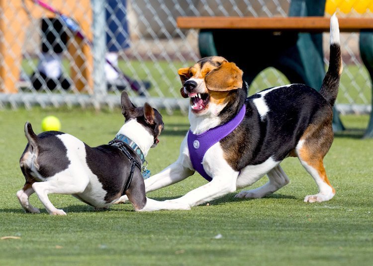Are These Dogs Fighting or Playing?