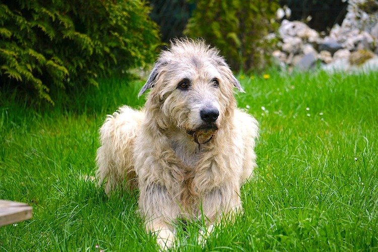 Biggest Dog Breeds in the World: Irish Wolfhound