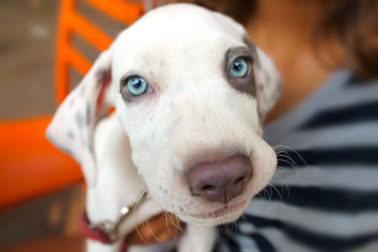 Blue-eyed Dalmatian and deafness