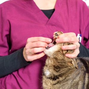 How to Give Medicine to a Cat