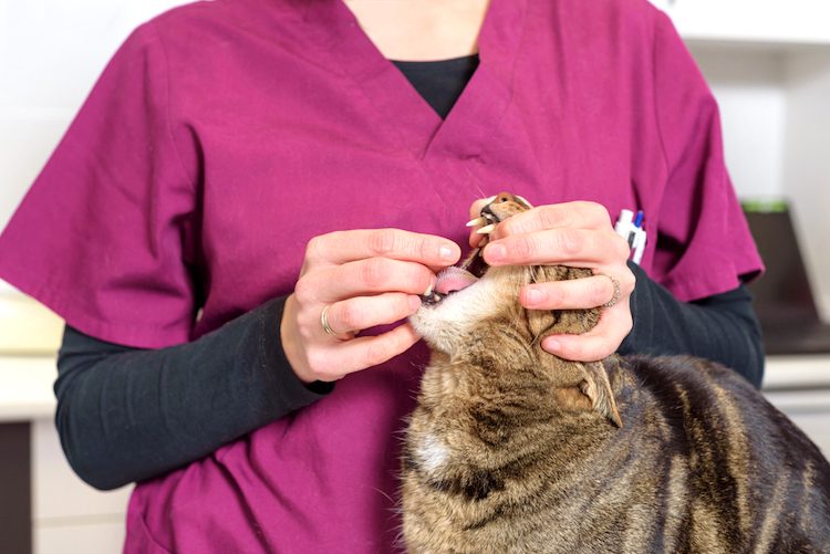 Angry Cat at the Vet  Fractious Cat Restraint 