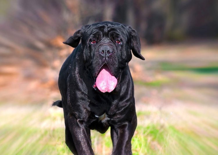 how big is the biggest dog breed