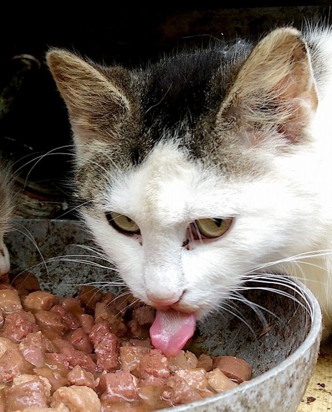 how to give a cat liquid medicine in food