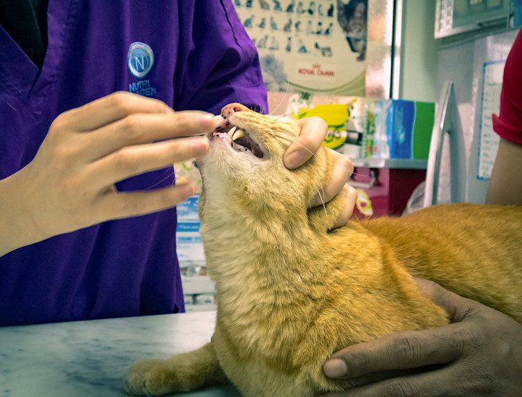 How To Give Cats Liquid Medicine