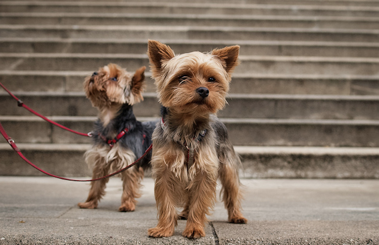 5 Tiny Dog Breeds That Stay Small (#4 