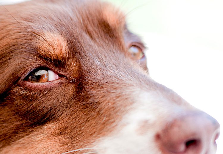 dog has mucus in the eyes