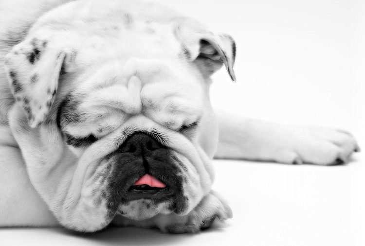 dog snoring bulldog