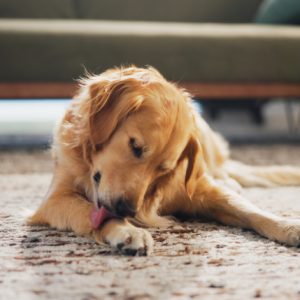lick granuloma - Golden Retriever licking his paws